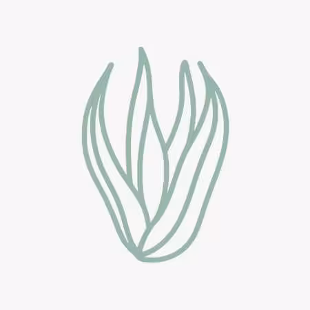 Sisal Image